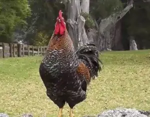 Rooster Crowing Sound