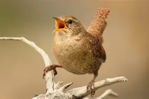 Birdsong sounds